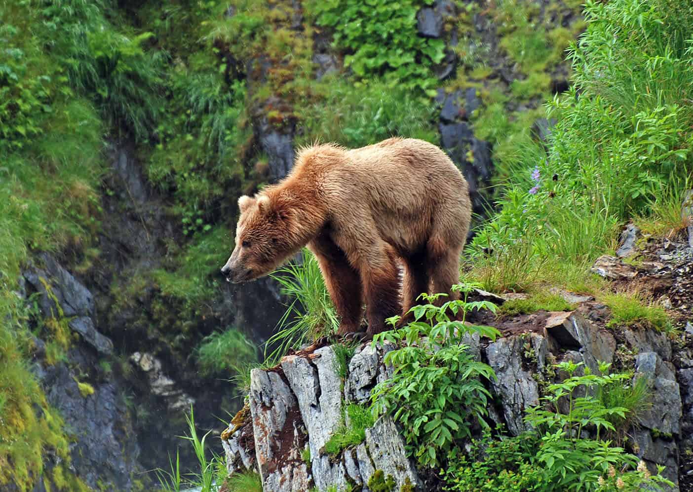 brown bear in the mountains